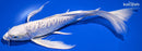 8.5" DOITSU PLATINUM OGON BUTTERFLY