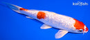 7.5" GINRIN HARIWAKE