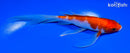 6.75" GINRIN KOHAKU BUTTERFLY
