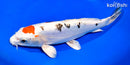 10.75" HEISEI NISHIKI