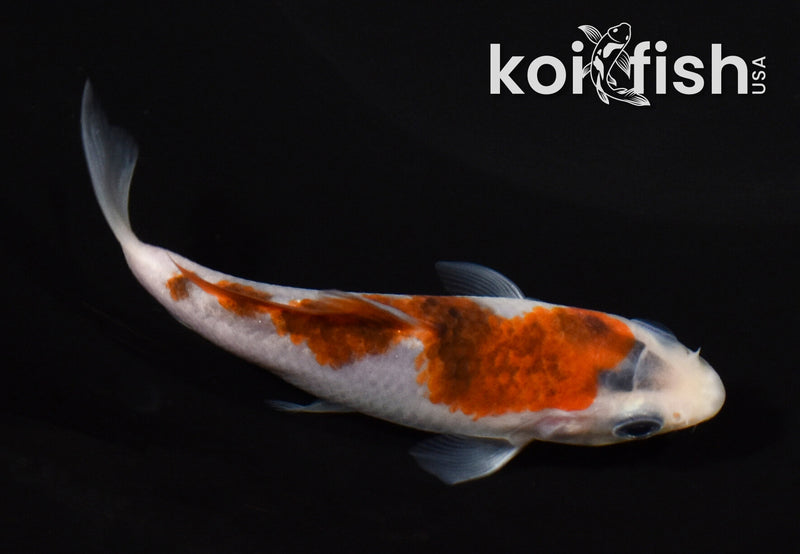 3.75" INAZUMA GOROMO