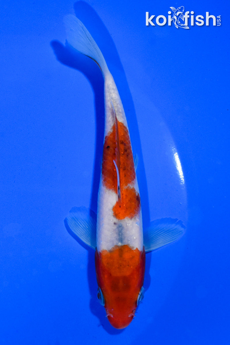 5" GOROMO