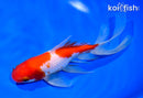 7.25" WATONAI GOLDFISH