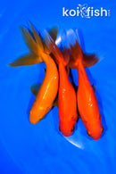 PACK OF (3) 5-5.5" WAKIN GOLDFISH