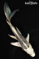 5.5" ARAGOKE KIN KIKOKURYU BUTTERFLY