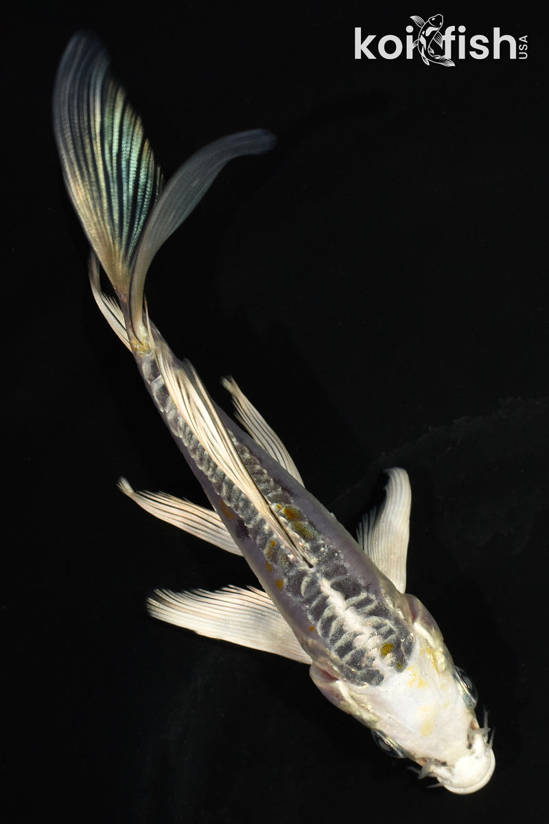 5.5" ARAGOKE KIN KIKOKURYU BUTTERFLY