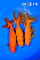 PACK OF (3) 5.5-6.25" WAKIN GOLDFISH