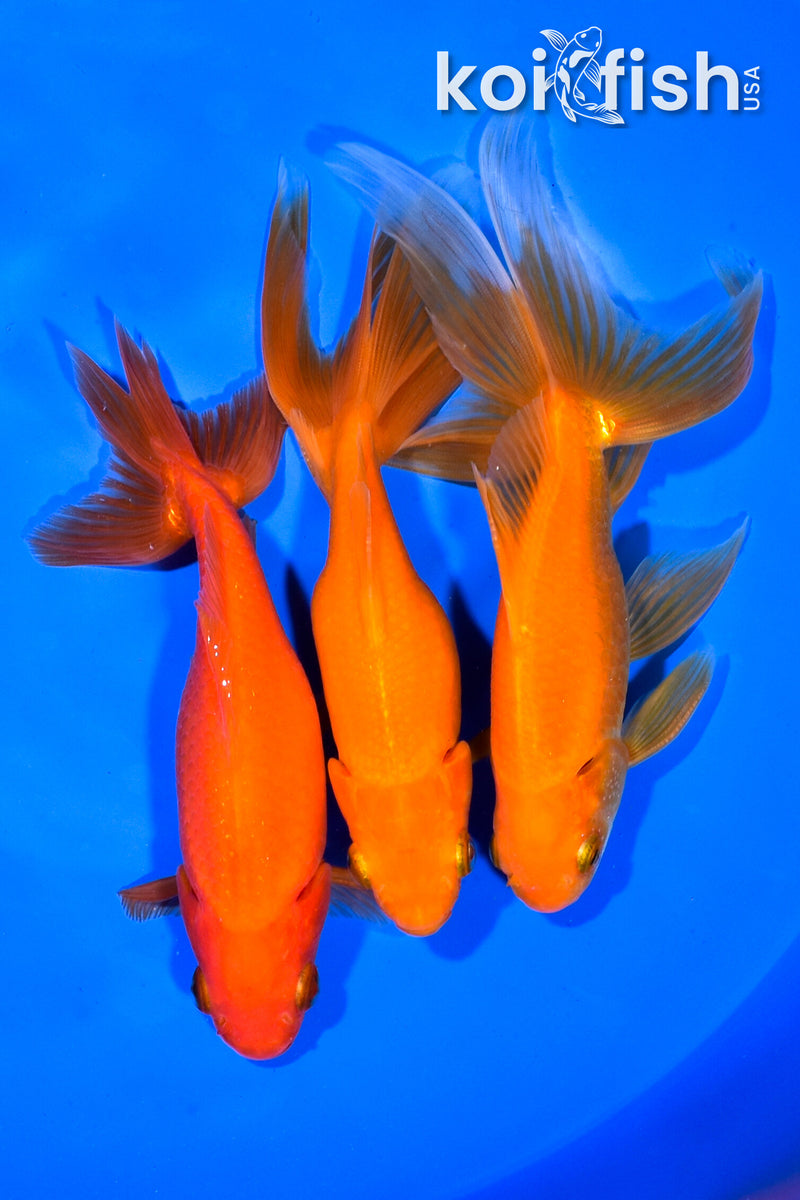 PACK OF (3) 5.5-6.25" WAKIN GOLDFISH
