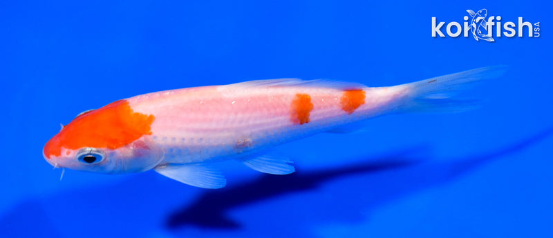 5.25" KOHAKU