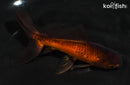 5.5" WATONAI GOLDFISH