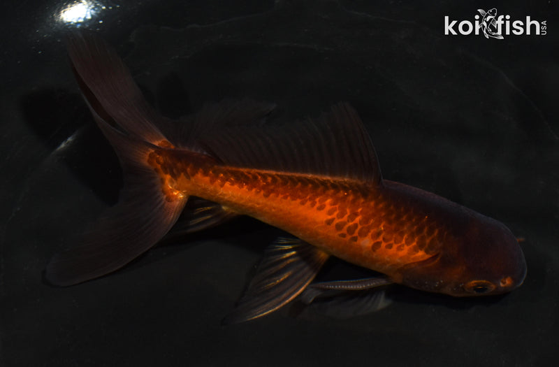 5.5" WATONAI GOLDFISH