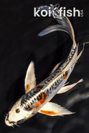 6.5" GINRIN BENI KIKOKURYU BUTTERFLY