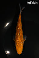 6.25" GINRIN OCHIBA SHIGURE