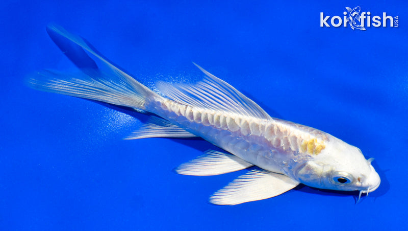 5.5" ARAGOKE LEMON HARIWAKE BUTTERFLY