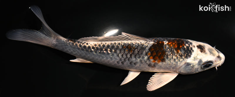 6.25" GINRIN BENI GINGA