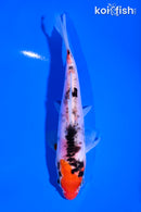 5.75" DOITSU GOSHIKI