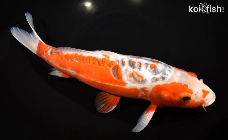 12.5" HI SHUSUI