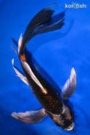 10.25" BENI GINGA BUTTERFLY