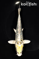 6.5" KIN KIKOKURYU