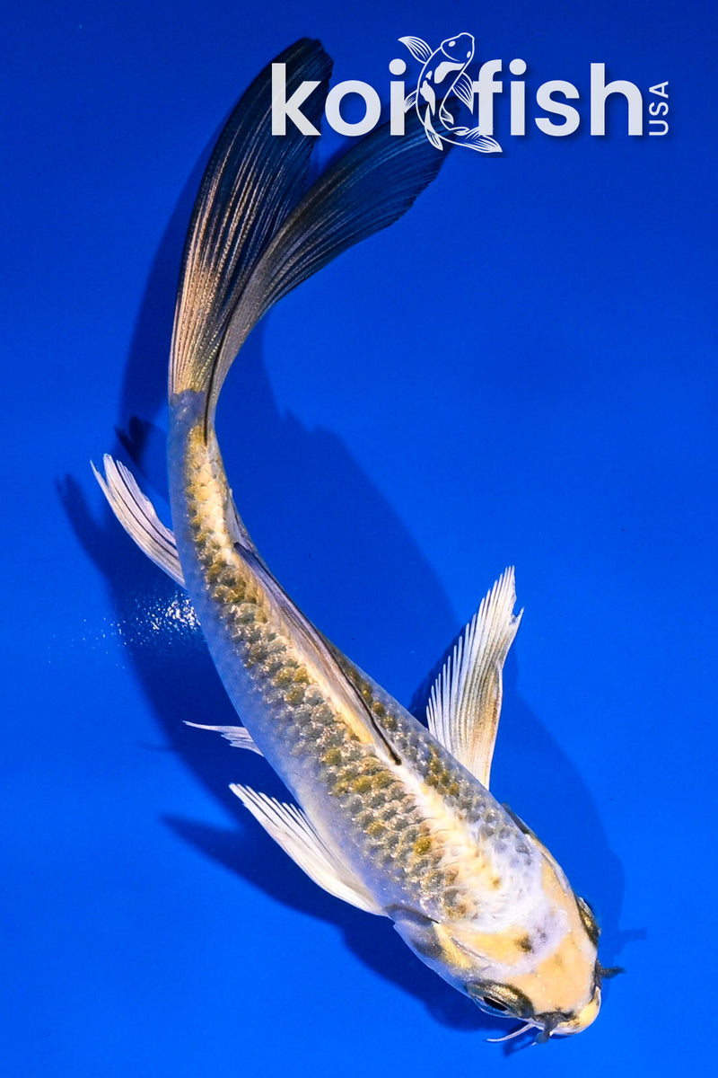 4.5" GINRIN YAMABUKI OGON