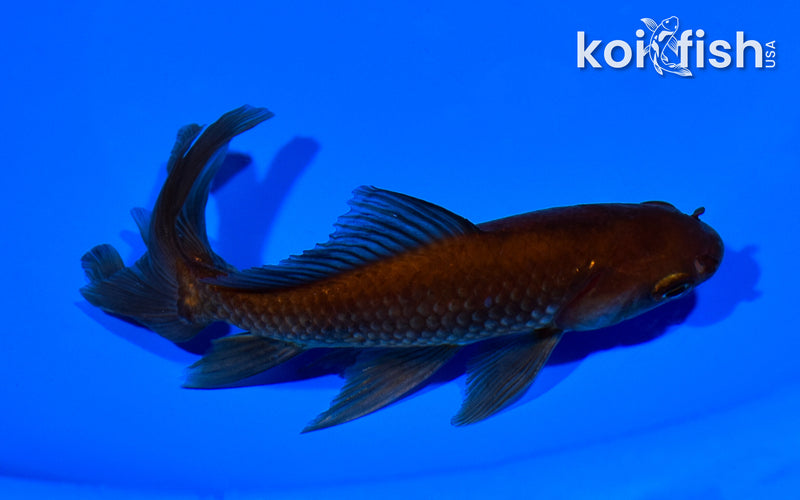 5.25" WAKIN GOLDFISH