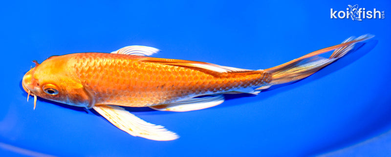 7.5" ORENJI OGON BUTTERFLY