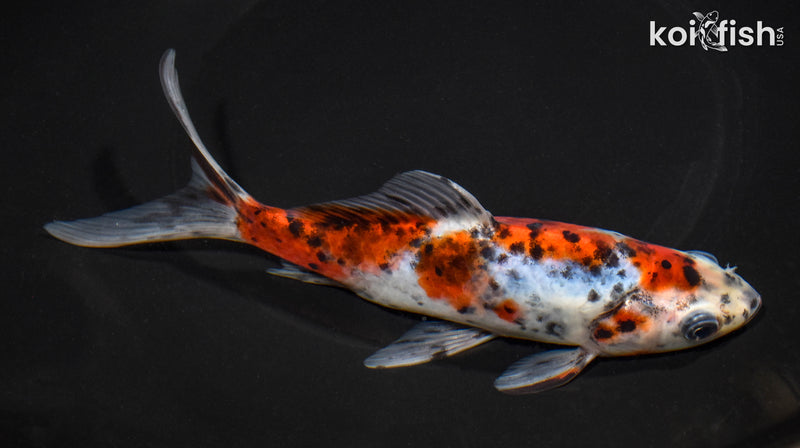 6.75" SHUBUNKIN GOLDFISH