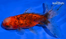 5.5" CALICO ORANDA GOLDFISH