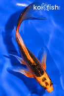 5.25" ORENJI MATSUBA BUTTERFLY