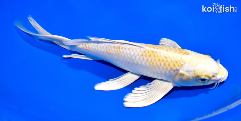 9.25" LEMON HARIWAKE BUTTERFLY