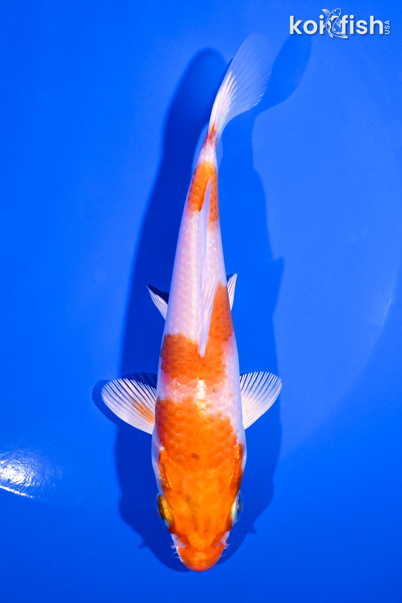 5.25" HARIWAKE