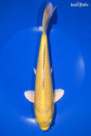 9.5" YAMABUKI OGON