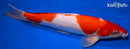 14" KOHAKU