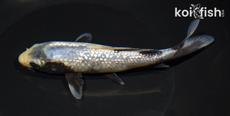6.5" GINRIN MATSUKAWABAKE