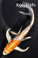 7.75" ARAGOKE HARIWAKE BUTTERFLY