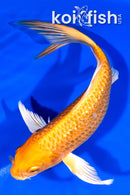 7.75" GINRIN ORENJI OGON BUTTERFLY