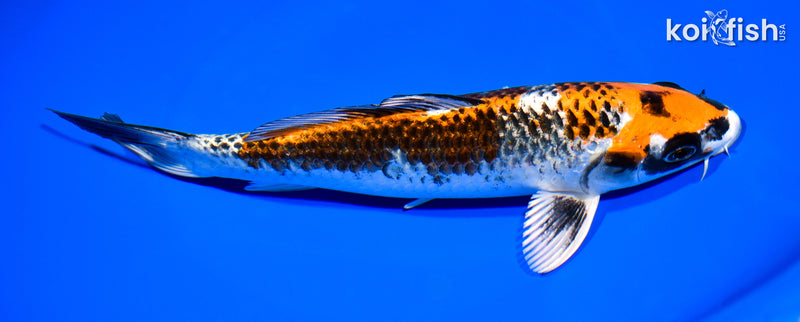 8.25" KUJAKU