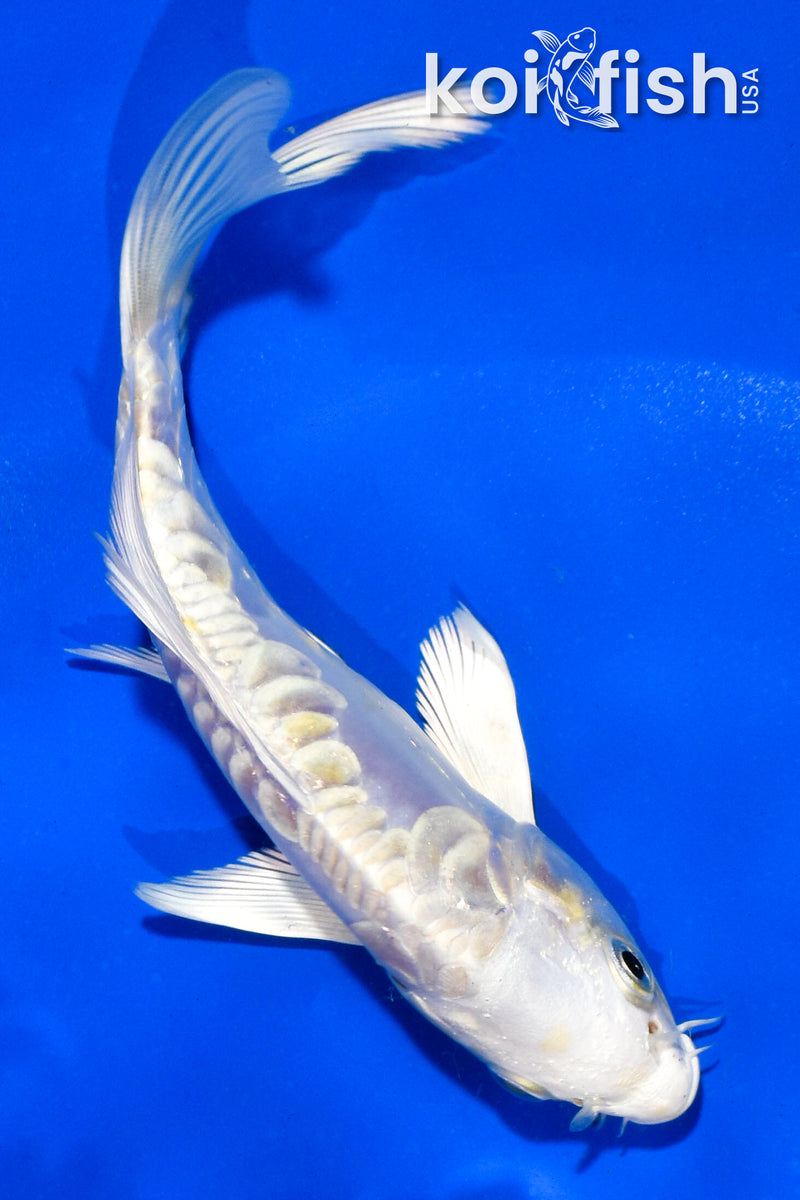 5" ARAGOKE LEMON HARIWAKE BUTTERFLY