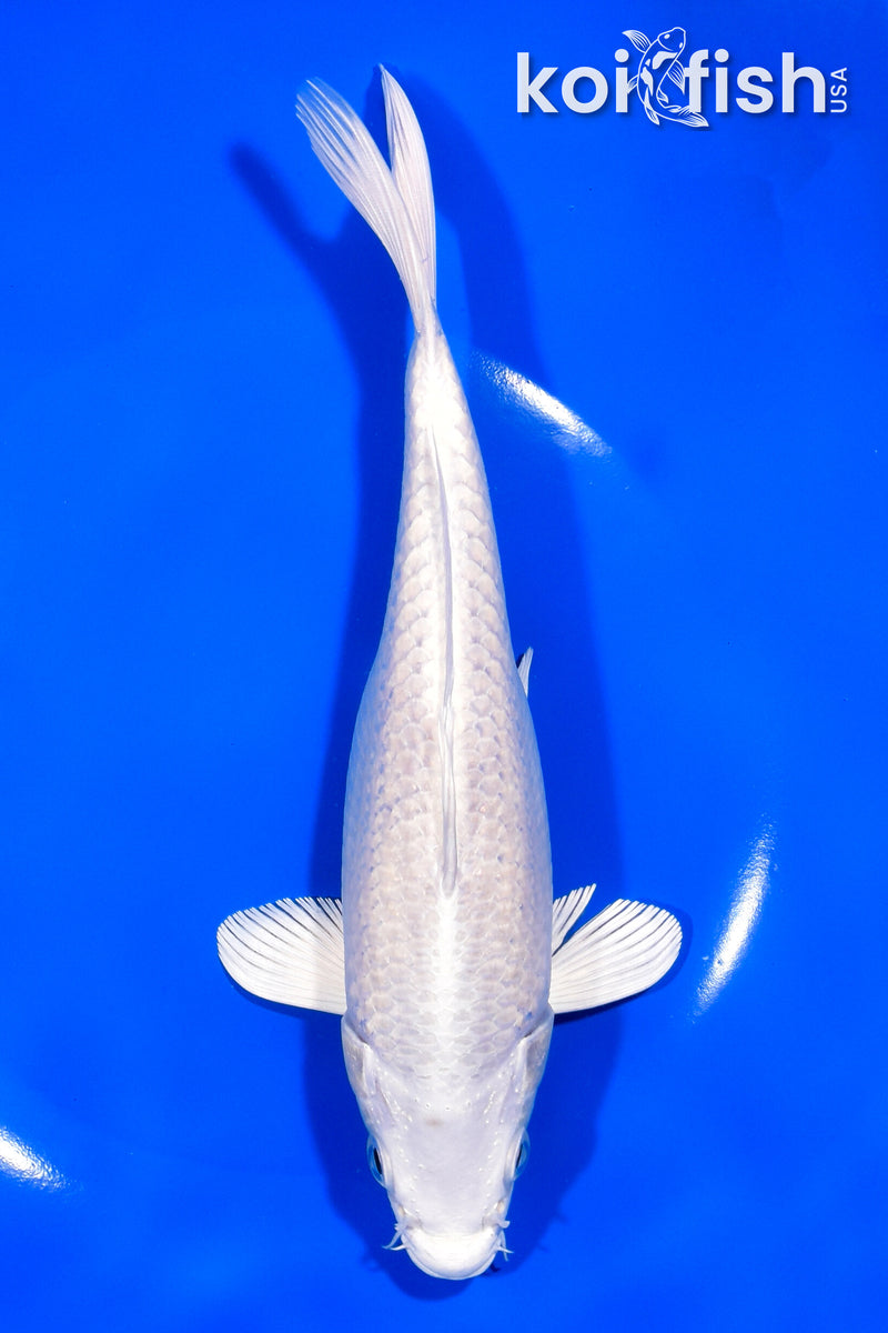 8" PLATINUM OGON