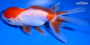 4.75" ORANDA GOLDFISH