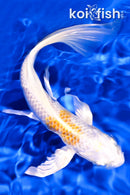 8" LEMON HARIWAKE BUTTERFLY