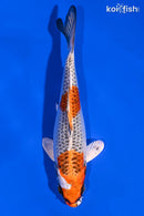 6.25" KUJAKU