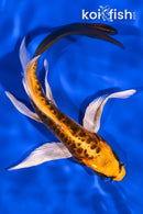 6.25" BENI KIKOKURYU BUTTERFLY