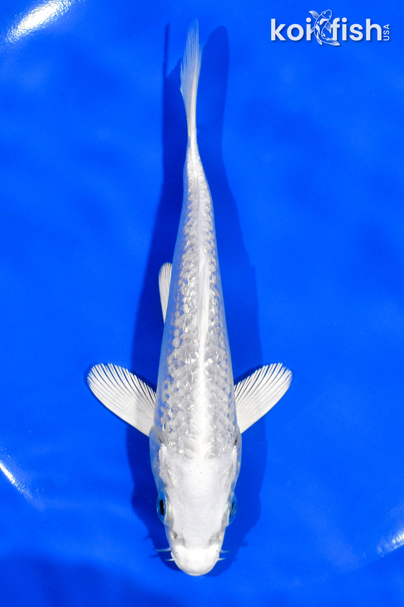 5.5" GINRIN PLATINUM OGON