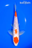 8.5" GINRIN KOHAKU
