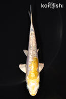 5.25" GINRIN ARAGOKE HEISEI NISHIKI