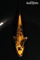 5" DOITSU KIN KI UTSURI