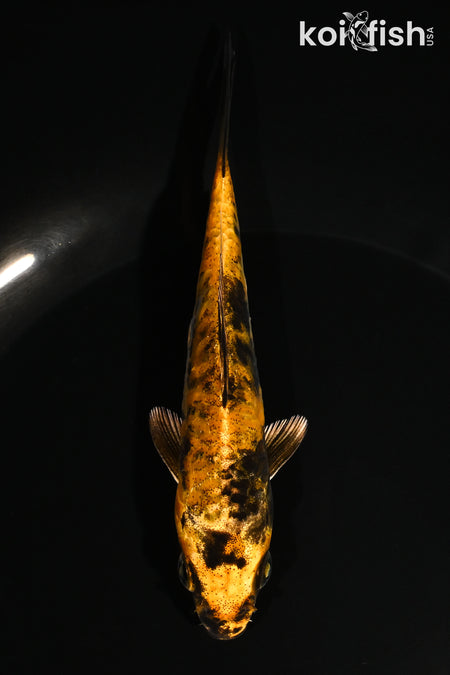 5" DOITSU KIN KI UTSURI