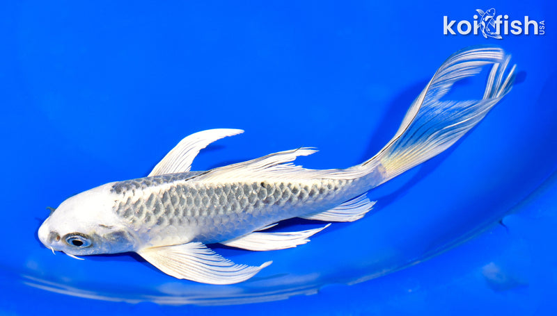 8" GIN MATSUBA BUTTERFLY