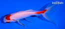 5.75" MARUTEN WATOANI GOLDFISH